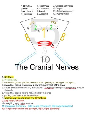 Cranial Nerves Helper