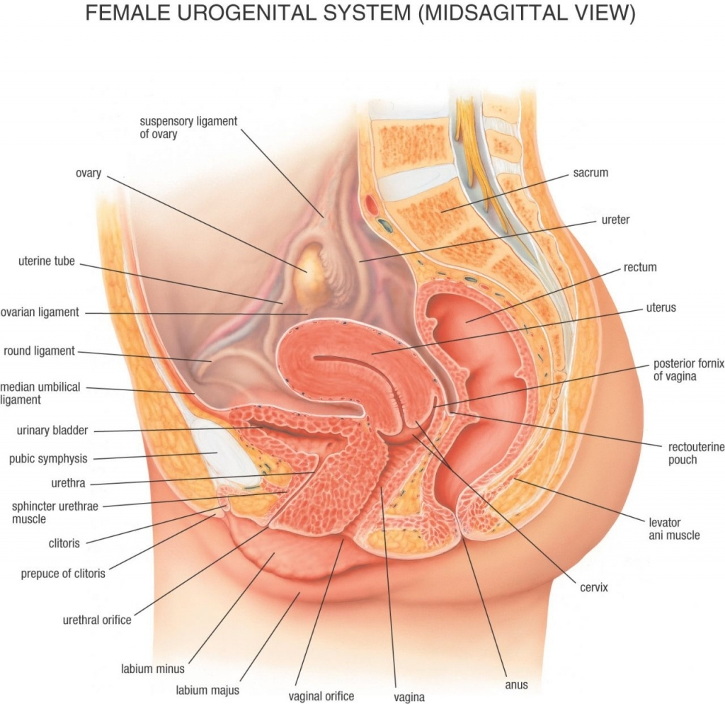 female reproductive system model labeled